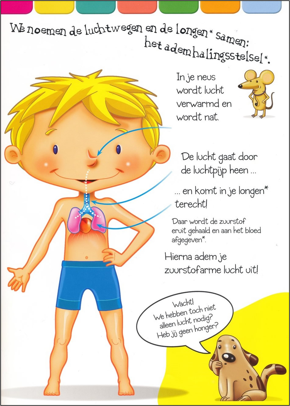 Je lijf van top tot teen! | Mijn eerste boek over het menselijk lichaam (2 boeken) - Afbeelding 4